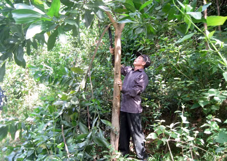 Gia đình ông La Tiến Sạch, thương binh hạng 3/4, thôn Khe Mốc, xã Tình Húc vươn lên thoát nghèo từ kinh tế rừng.