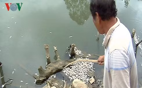 Hiện tượng cá chết hàng loạt không rõ nguyên nhân bắt đầu từ chiều 29/4.