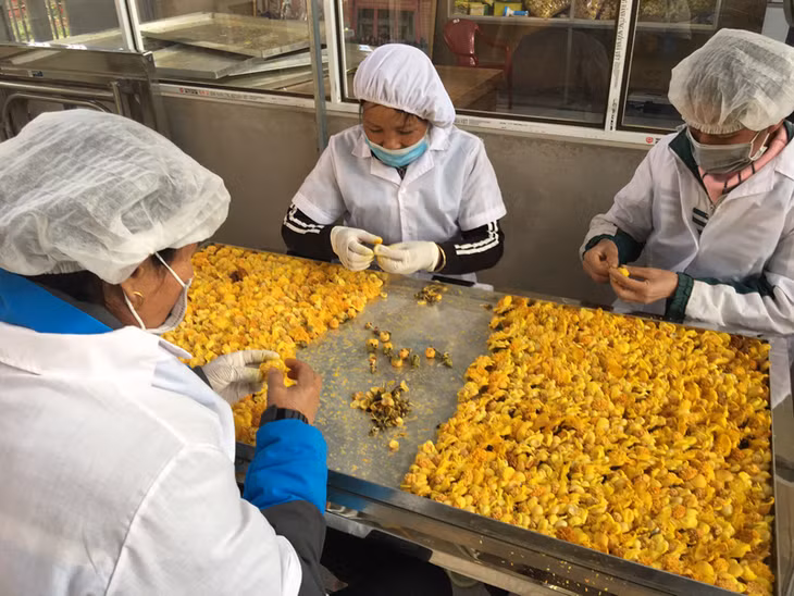 Trà hoa vàng từ thu hái, phân loại, cho vào hệ thống sấy lạnh cho đến đóng lọ, dán tem sản phẩm