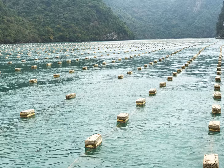 Toàn tỉnh đang có đến 46.000ha diện tích diện tích chương bãi, cao triều, eo, mặt biển thuận lợi để NTTS