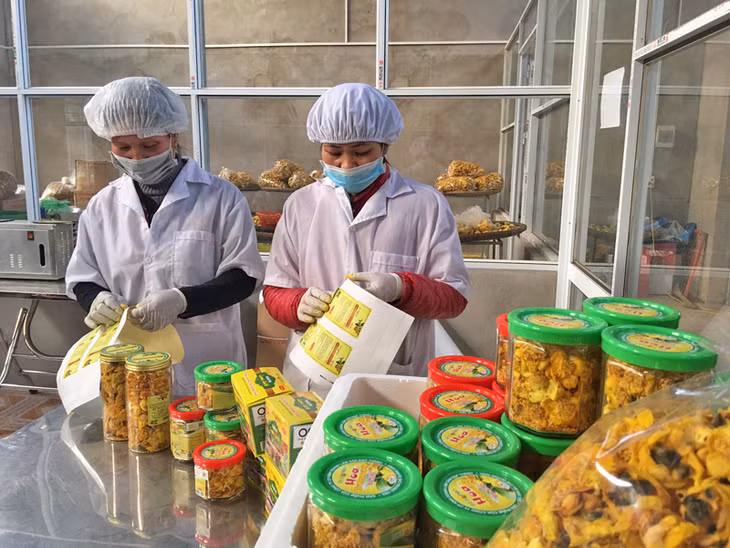 Trà hoa vàng từ thu hái, phân loại, cho vào hệ thống sấy lạnh cho đến đóng lọ, dán tem sản phẩm