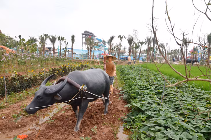 Không gian đồng ruộng xanh mát và hình ảnh nông dân cày ruộng
