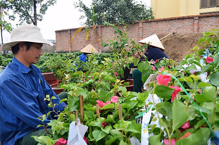 Hiện thành phố Uông Bí đã chuẩn bị một phần cây hoa giấy giống