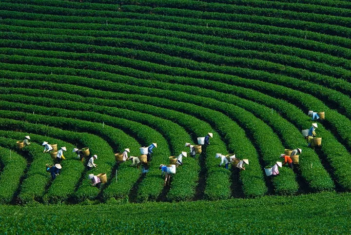  Mộc Châu, Sơn La: Cách Hà Nội 200km, Mộc Châu vào cuối tháng 4 mê hoặc du khách bởi những đồi chè xanh mướt, những cây mận trĩu quả và những lễ hội thú vị không thể bỏ lỡ của người dân địa phương.