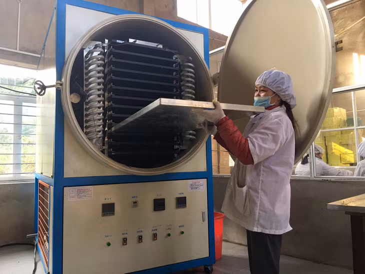 Trà hoa vàng từ thu hái, phân loại, cho vào hệ thống sấy lạnh cho đến đóng lọ, dán tem sản phẩm