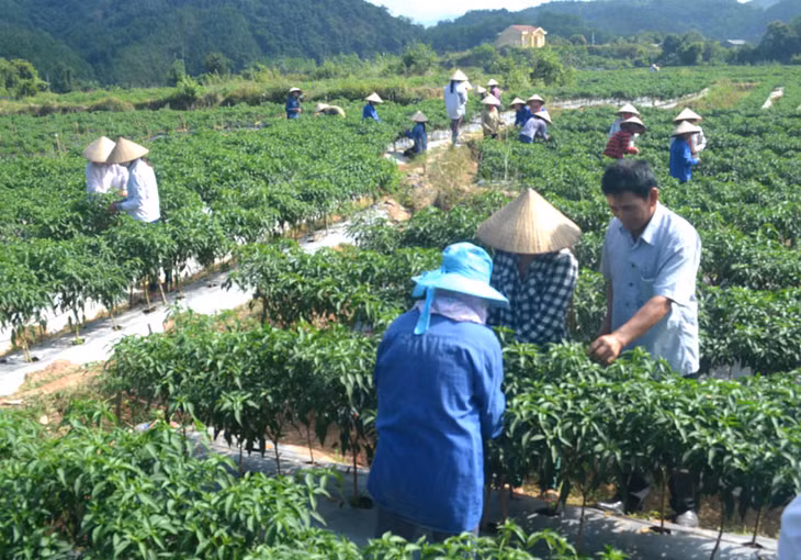 CCB Lý Hoài Sơn (ngoài cùng bên phải) trong buổi cùng bà con thôn Bắc Buông - Khe Chanh ra đồng thụ phấn cho ớt