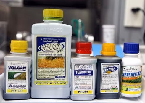 Paraquat là hóa chất cực độc (người dân gọi là “thuốc cỏ cháy”).