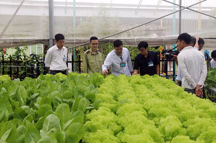 Đoàn kiểm tra thực tế tại khu vực sản xuất rau an toàn của Công ty Cổ phần Đầu tư Song Hành.