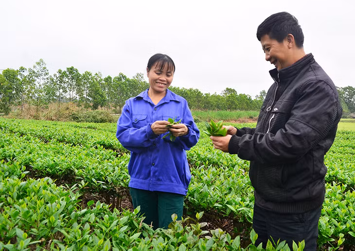 Người dân vùng chà Quảng Long (huyện Hải Hà) giờ trồng chè theo quy trình VietGAP
