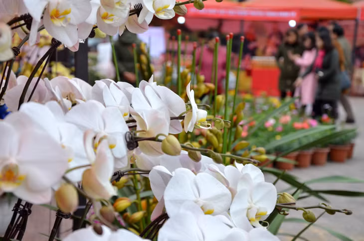 Hoa lan Hoành Bồ khoe sắc tại hội chợ hoa xuân 2018. Ảnh Phương Thúy