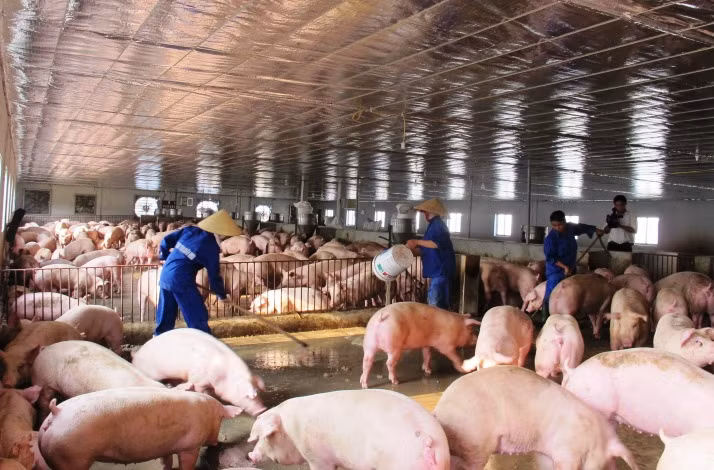 Nhiều giải pháp được triển khai nhằm ngăn chặn dịch tả lợn châu Phi xâm nhiễm vào Việt Nam. Ảnh minh hoạ