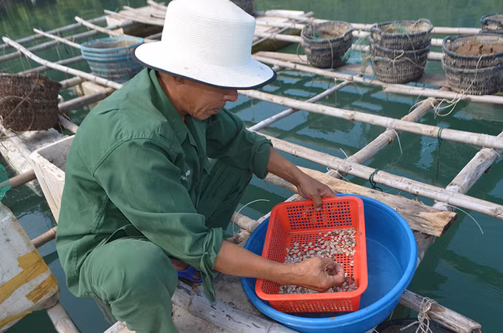 Người dân thôn Bản Sen tích cực phát triển kinh tế, nâng cao thu nhập gia đình 