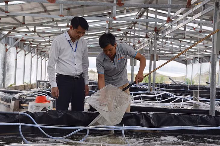 Đầm nuôi tom công nghiệp của người dân phường Hà An, TX Quảng Yên