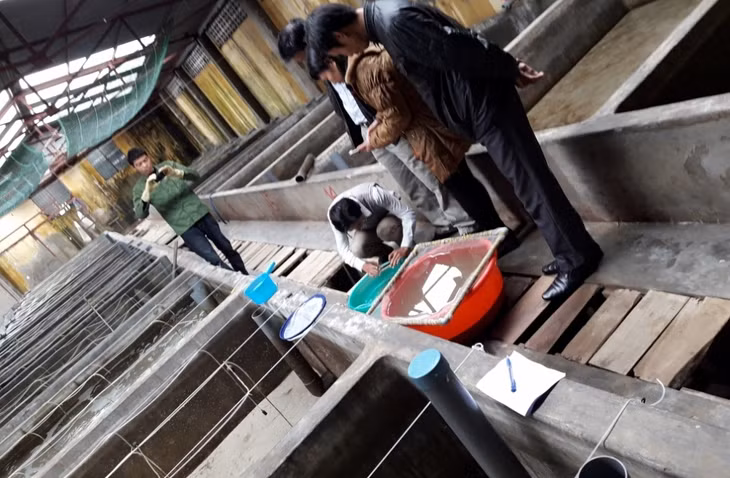 Trường cao đẳng kinh tế, kỹ thuật và thủy sản thực hiện đề tài nghiên cứu quy trình kỹ thuật nhân tạo giống sá sùng tại Quảng Ninh