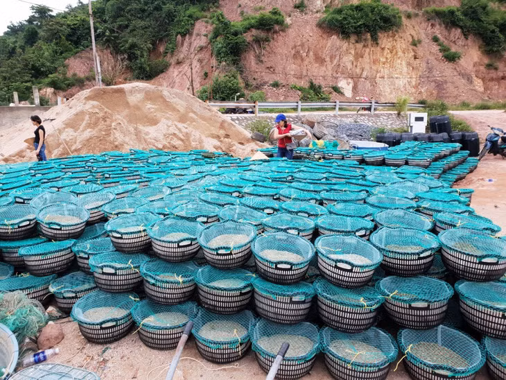 Nhiều ngư dân đánh bắt thủy sản ở huyện Hải Hà đã chuyển đổi nghề sang nuôi tu hài. Ảnh: Thái Hà (Trung tâm TT-VH Hải Hà)