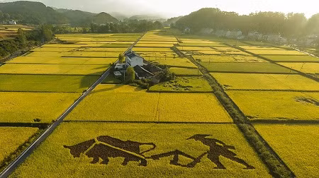 "Lúa biển" đã được trồng thành công ở Trung Quốc