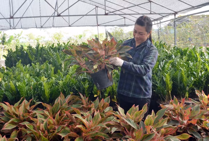 Chị Lương Thị Vân, khu 12, phường Việt Hưng, hộ nông dân sản xuất kinh doanh giỏi với mô hình trồng hoa cây, cảnh đem lại hiệu quả kinh tế cao.