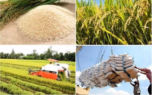 Việt Nam có nhiều loại gạo ngon.