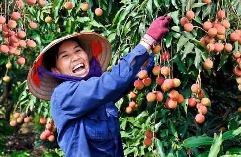 Nông dân phường Phương Nam, TP Uông Bí thu hoạch vải.