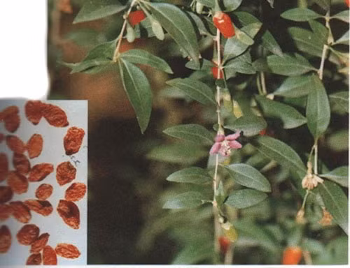 Ngân nhĩ (trên) và kỷ tử (dưới) là những vị thuốc trong các món canh, cháo tốt cho sức khỏe.