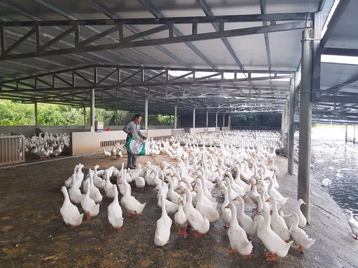 Cơ sở sản xuất con giống và phân phối thức ăn gia súc, gia cầm Cường Liên được mở rộng quy mô.