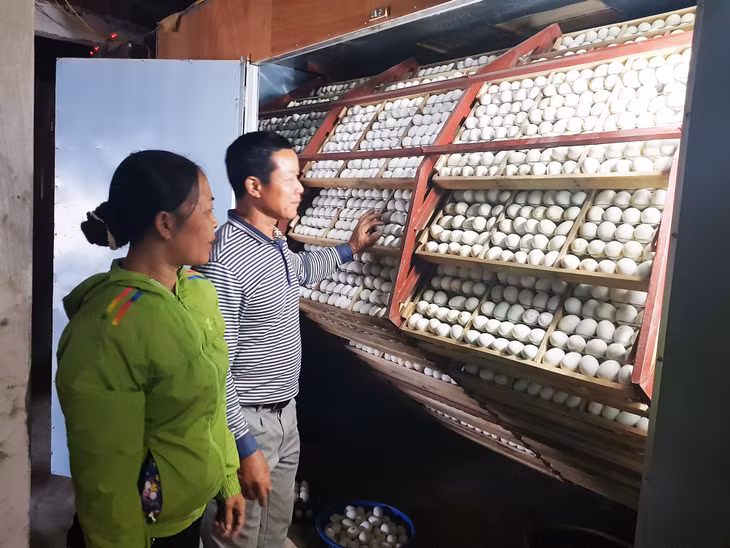 Hệ thống máy ấp trứng vịt của Cơ sở sản xuất con giống và phân phối thức ăn gia súc, gia cầm Cường Liên.