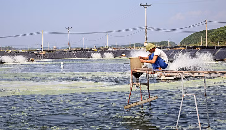 Nuôi tôm tại dự án Trung tâm sản xuất giống công nghệ cao và nuôi thực nghiệm giống hải sản tại xã Đại Bình