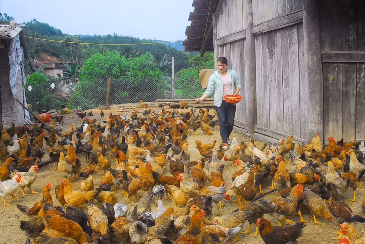 Chị Chìu Thị Mai ở thôn Tàu Tiên, xã Đồn Đạc, là điển hình hội viên phụ nữ thi đua phát triển kinh tế giỏi của huyện Ba Chẽ với mô hình gà đồi trên 1.000 con.