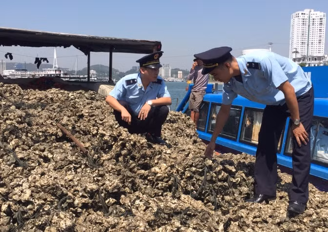 Phương tiện vận chuyển trái phép trên 5 tấn hàu giống do Đội KSHQ số 2 bắt giữ.