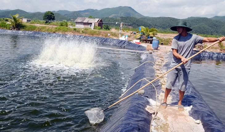 Mô hình nuôi tôm thẻ chân trắng theo hướng công nghiệp siêu thâm canh của anh Lê Đạo Toàn, thôn Thượng, xã Đồng Rui (huyện Tiên Yên).