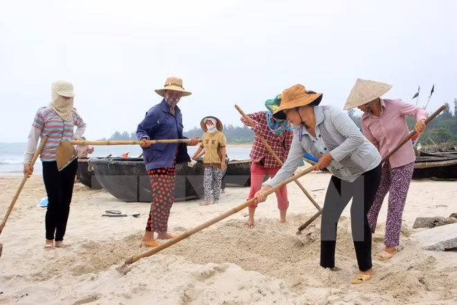 Thu gom và tiêu hủy cá chết. (Ảnh: Trần Tĩnh/TTXVN)
