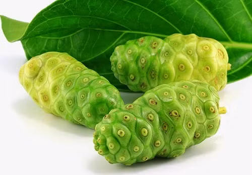  Quả nhàu. Ảnh: Dongamruou.