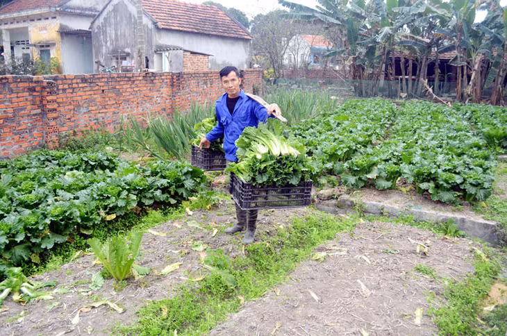 Ông Dương Văn Việt, thôn An Biên 2, xã Lê Lợi (Hoành Bồ) là người trồng rau theo hướng VietGAP, thế nhưng sản phẩm rau vẫn bị người tiêu dùng chê do rau chưa có thương hiệu.