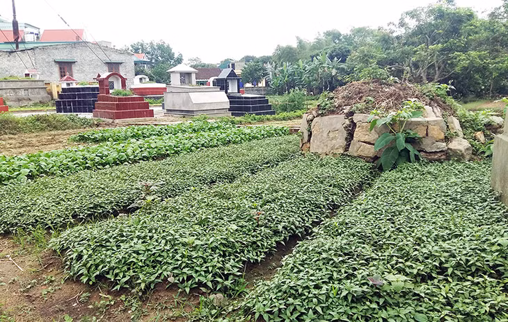 Rau được trồng xen lẫn trong các khu mộ, thậm chí có những ngôi mộ vừa được chôn cất chưa lâu.