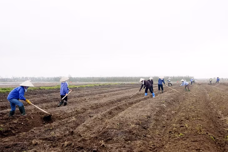 Dự án Khu nông nghiệp ứng dụng công nghệ cao tại xã Hồng Thái Tây giai đoạn 1 hiện đã cơ bản hoàn thành GPMB. Trong ảnh: Người dân làm đất phục vụ cho sản xuất của Dự án. Ảnh: Hùng Sơn