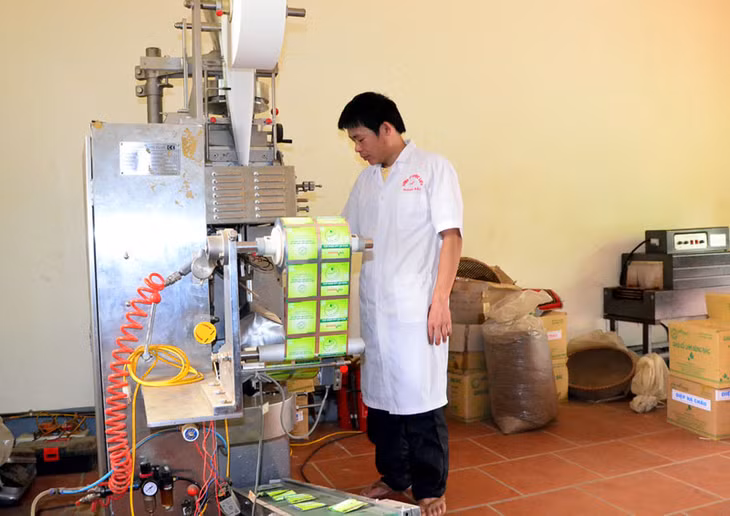 Đóng gói sản phẩm chè giảo cổ lam dạng túi lọc.