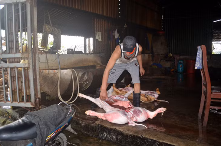 Lợn được giết mổ ngay dưới nền xi măng nham nhở tại cơ sở giết mổ tập trung của Công ty TNHH Chế biến thực phẩm Thiên Trường, phường Hà Phong.