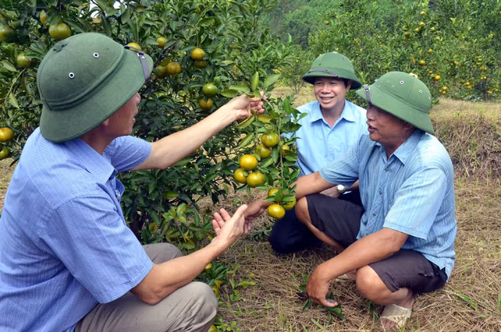 Lãnh đạo Hội Nông dân, Ban Dân tộc tỉnh kiểm tra thực tế mô hình trồng cam của gia đình ông Hà Niệp Dường (thôn Nà Sa, xã Hoành Mô, huyện Bình Liêu).