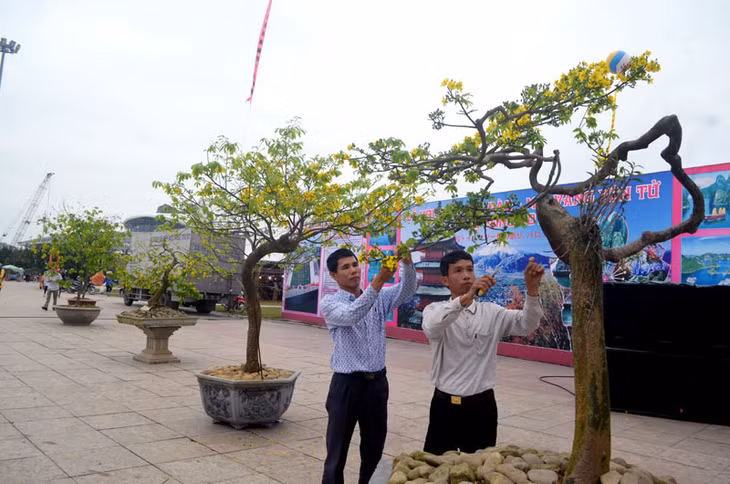 Từ năm 2012, Quảng Ninh đã xây dựng, quản lý và phát triển chỉ dẫn địa lý mai vàng Yên Tử cho sản phẩm cây mai vàng của TP Uông Bí. Trong ảnh: Mai vàng Yên Tử trưng bày tại Lễ hội hoa Anh đào - Mai vàng Yên Tử, tháng 3-2016.