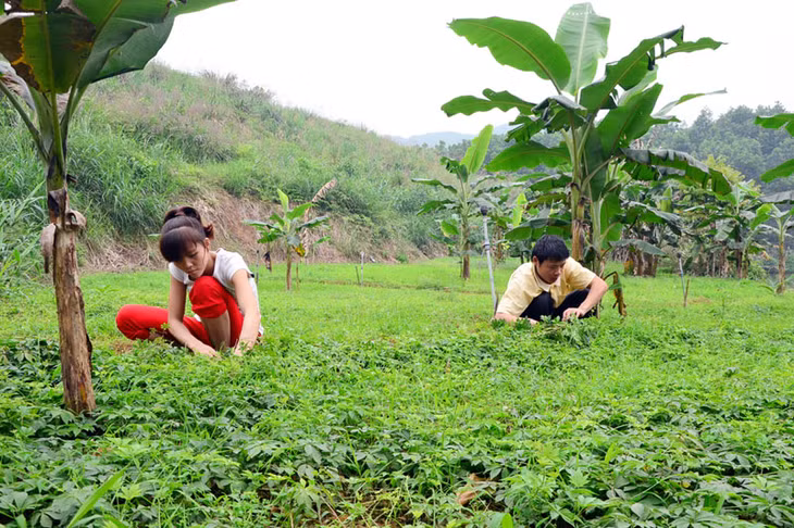 Giảo cổ lam được đưa về trồng thành công tại vườn trồng Công ty TNHH Nuôi trồng, Sản xuất và Chế biến dược liệu Đông Bắc (thôn Cái Tăn, phường Cộng Hoà, TP Cẩm Phả).