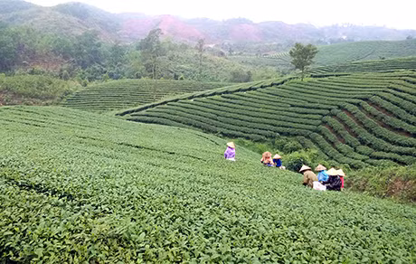 Một phần đồi chè của Công ty TNHH Thuấn Quỳnh.