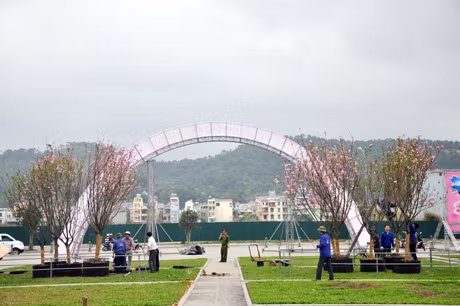 16 Cây hoa anh đào đã được vận chuyển về đến Hạ Long và đang được trưng bày tại Quảng trường 30-10.