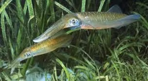 Mực ống.jpg