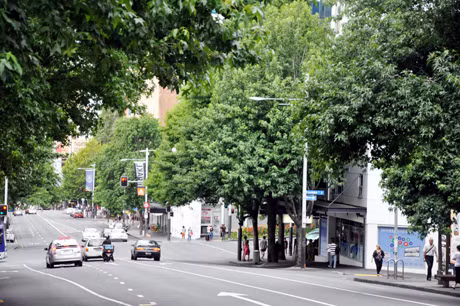 Đường phố ở Auckland (New Zealand) rợp bóng mát của cây xanh.