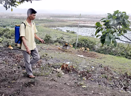 Thường xuyên khử khuẩn khu vực chăn thả gia cầm là một trong những biện pháp để phòng chống bệnh cúm A(H7N9). Trong ảnh: Một hộ chăn nuôi gia cầm ở xã Lê Lợi, huyện Hoành Bồ vệ sinh khử khuẩn môi trường quanh nhà.