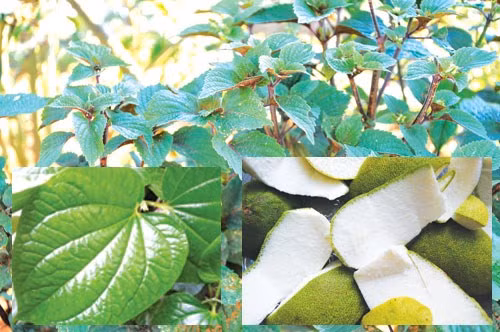 Lá tía tô, lá lốt, vỏ bưởi... thường dùng làm nguyên liệu cho nồi xông - Ảnh: K.Vy