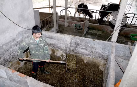 xây bể chứa cỏ khô, dự trữ thức ăn cho đàn bò vào mùa đông.