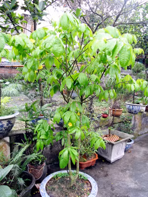 Những cây mai đã nở hoa trong dịp Tết được ông Chuyên để riêng chuẩn bị cắt tỉa, tạo dáng mới...