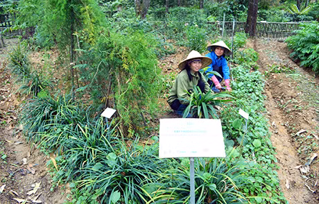 Công nhân Công ty Tùng Lâm chăm sóc cây thuốc tại Vườn cây thuốc Yên Tử.