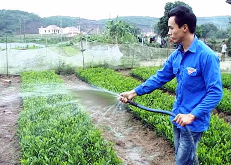 Anh Lỷ Chăn Sàu chăm sóc vườn ươm keo giống của gia đình.